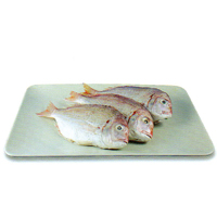 赤章魚  |水產類